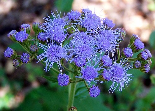 Amazon.com : 50+ Blue Mist Hardy Ageratum Flower Seeds / Perennial